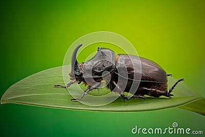 Rhinoceros beetle close up Stock Photo