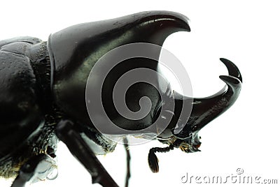 Rhinoceros beetle macro Stock Photo