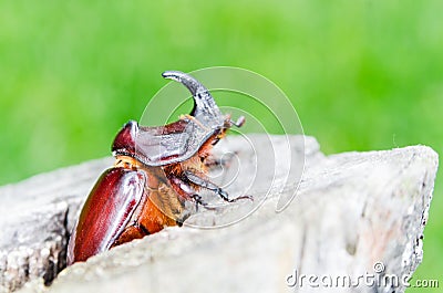 Rhinoceros beetle (Oryctes nasicornis) on wooden stub with green Stock Photo