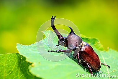 Rhinoceros beetle, Rhino beetle, Hercules beetle, Unicorn beetle Stock Photo