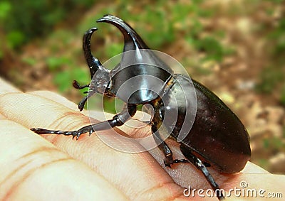 Rhinoceros beetle, Rhino beetle, Hercules beetle, Unicorn beetle, Horn beetle Stock Photo