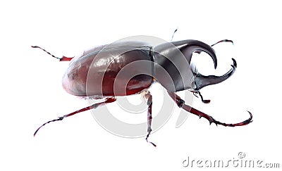 Rhinoceros beetle, Rhino beetle, Hercules beetle, Unicorn beetle Stock Photo