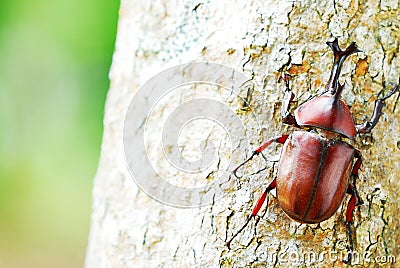 Rhinoceros beetle on tree trunk in Taiwan, Asia, insect, beauty in Nature Stock Photo