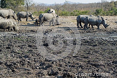 Large group of Rhinoceros at a watering hole Stock Photo