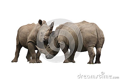 Rhinoceros fighting isolated on a white background Stock Photo