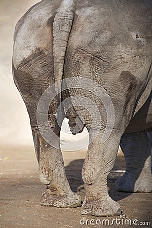 Rhinoceros genitals Stock Photo