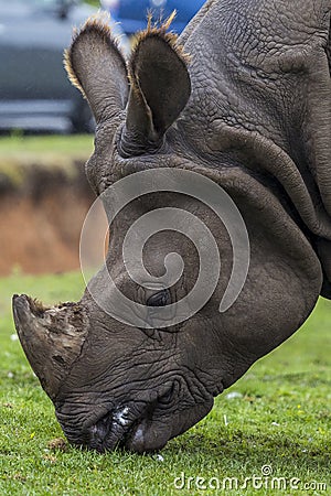 Rhinoceros Head close up at west midlands safari park zoo Stock Photo