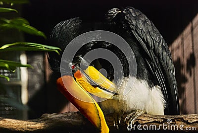 The rhinoceros hornbill, Buceros rhinoceros Stock Photo