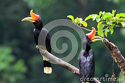 Rhinoceros Hornbill Stock Photo