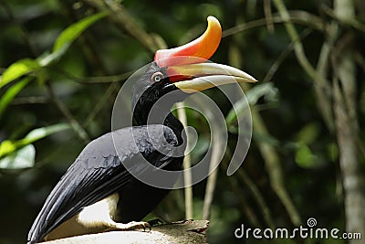 Rhinoceros Hornbill Stock Photo