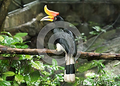 Rhinoceros Hornbill perched on a branch of tree Stock Photo