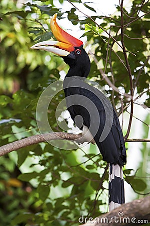 Rhinoceros Hornbill in a tree. Stock Photo