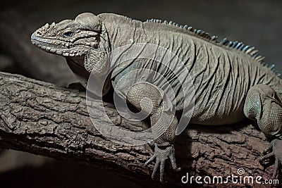 Rhinoceros iguana Cyclura cornuta Stock Photo