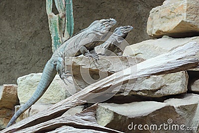 Rhinoceros iguana Stock Photo