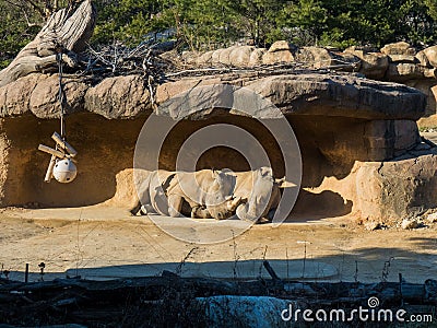 Rhinoceros Lovers under the rock on a sunny day Stock Photo