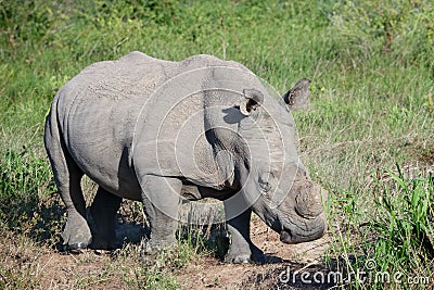 rhinoceros in the national park Stock Photo