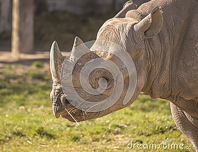 Rhinoceros portrait Stock Photo