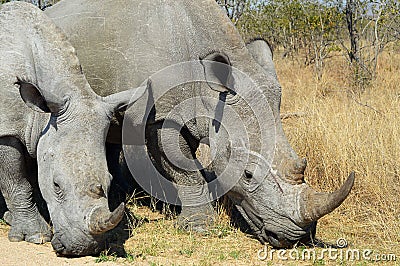 Rhinoceros Rhino Africa Savannah Rhinoceroses Rhinos Stock Photo