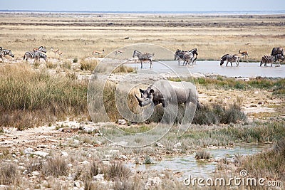 Rhinoceros with two tusks and herd of zebras and impala antelopes in Etosha National Park, Namibia drink water from the lake Stock Photo