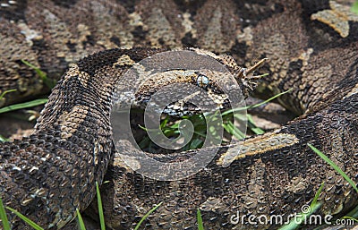 Rhinoceros viper (Bitis nasicornis) portrait Stock Photo