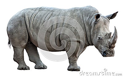 Rhinoceros on white background Stock Photo