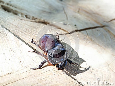 Rhinocerosbeetle Stock Photo