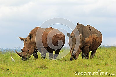 Rhinoceroses, South Africa Stock Photo