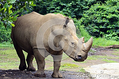 Rhinos Stock Photo