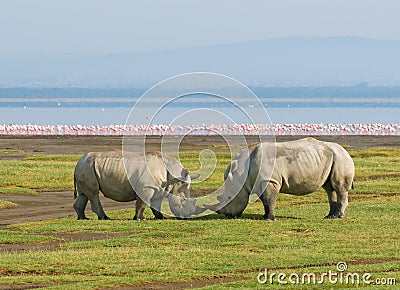 Rhinos in lake nakuru, kenya Stock Photo
