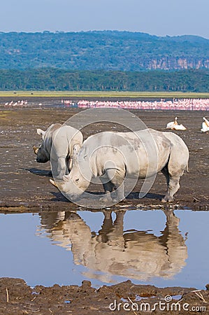 Rhinos in lake nakuru, kenya Stock Photo