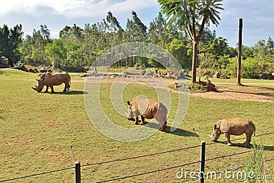 Rhinos Stock Photo