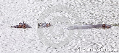 Rhinos submerged in water Stock Photo