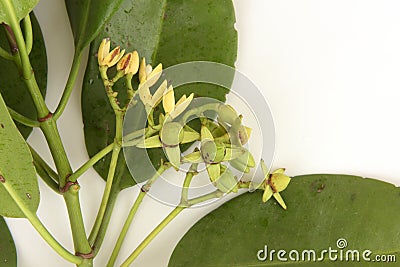 Rhizophora apiculata Plant. Stock Photo