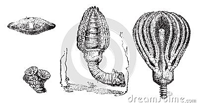Rhizopoda foraminifera, Cupressocrinus crassus, vintage engraving Vector Illustration