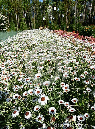 Rhodanthemum hybrida. Euroflora 2018 exhibition. Parchi di Nervi. Genoa. Italy Stock Photo