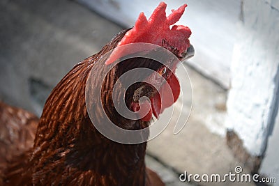 Rhode island red chicken comb Stock Photo