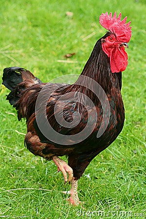 Rhode Island Red Cockerel Stock Photo