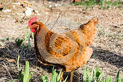 Rhode Island Red hen, side view, pecking for food Stock Photo