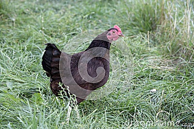 Rhode island red minature Stock Photo