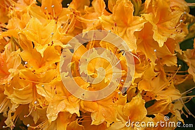 Rhodedendron Stock Photo