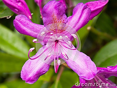 Rhodedendron Stock Photo