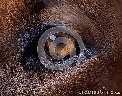 Rhodesian dog left eye Stock Photo