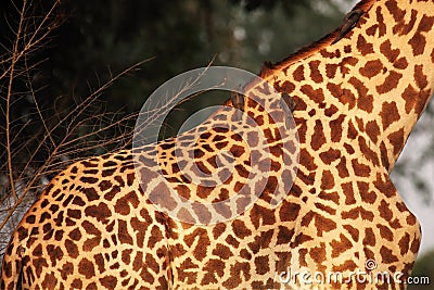 A Rhodesian giraffe Giraffa tippelskirchi feeding on the tree up to close. Giraffe skin detail Stock Photo