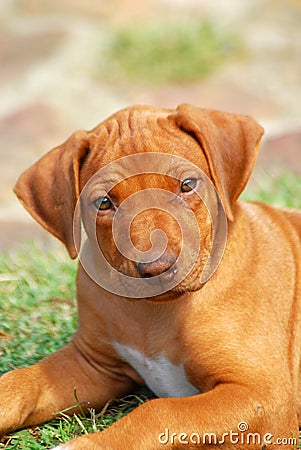 Rhodesian hound puppy Stock Photo