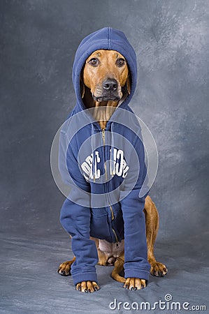 Rhodesian Ridegeback dog with jacket Stock Photo