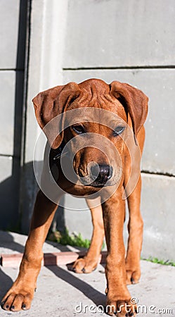 Puppy trying to intimidate Stock Photo