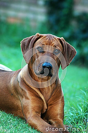 Rhodesian Ridgeback Stock Photo