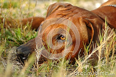 Rhodesian Ridgeback Stock Photo