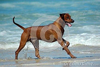 Rhodesian Ridgeback Stock Photo