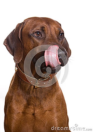 Rhodesian Ridgeback Stock Photo